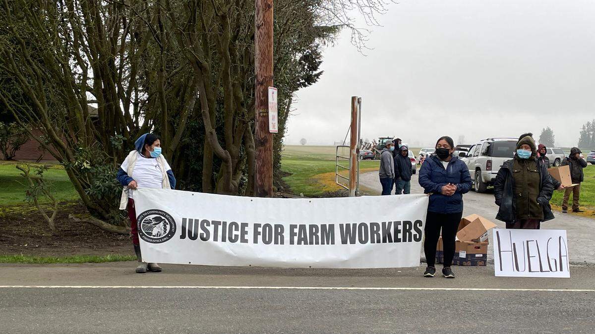 Washington Bulb Company farmworkers who went on strike over wages and health and safety protections in Mount Vernon on Wednesday, March 23, are back at work after reaching an agreement with the company on Wednesday, March 30.