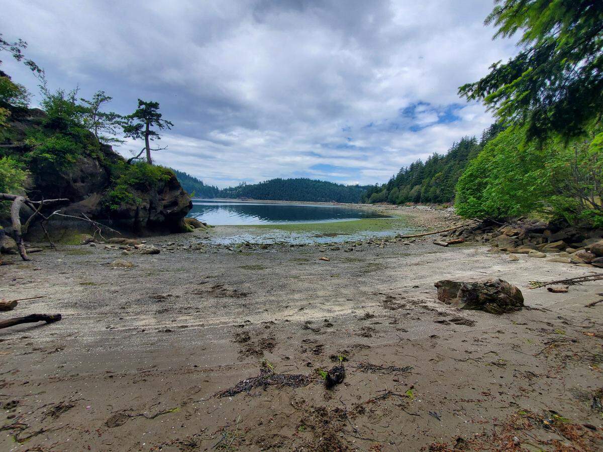 Extremely low tides reveal shore life Thursday, June 16, at Teddy Bear Cove south of Bellingham.