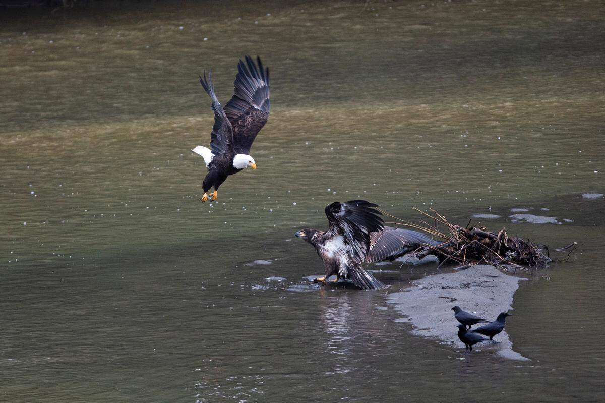 Bald eagles fight over a fish from the North Fork of the Nooksack River, on Tuesday, Jan. 11, 2022, in Whatcom County, Wash.  