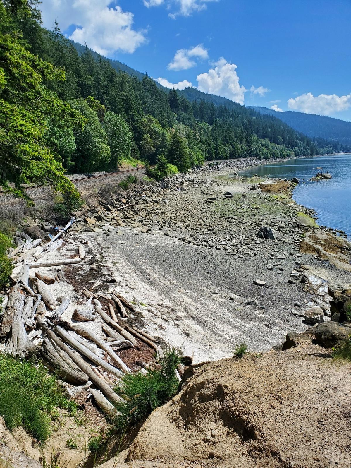 Extremely low tides reveal shore life Thursday, June 16, on the south side of Teddy Bear Cove south of Bellingham.