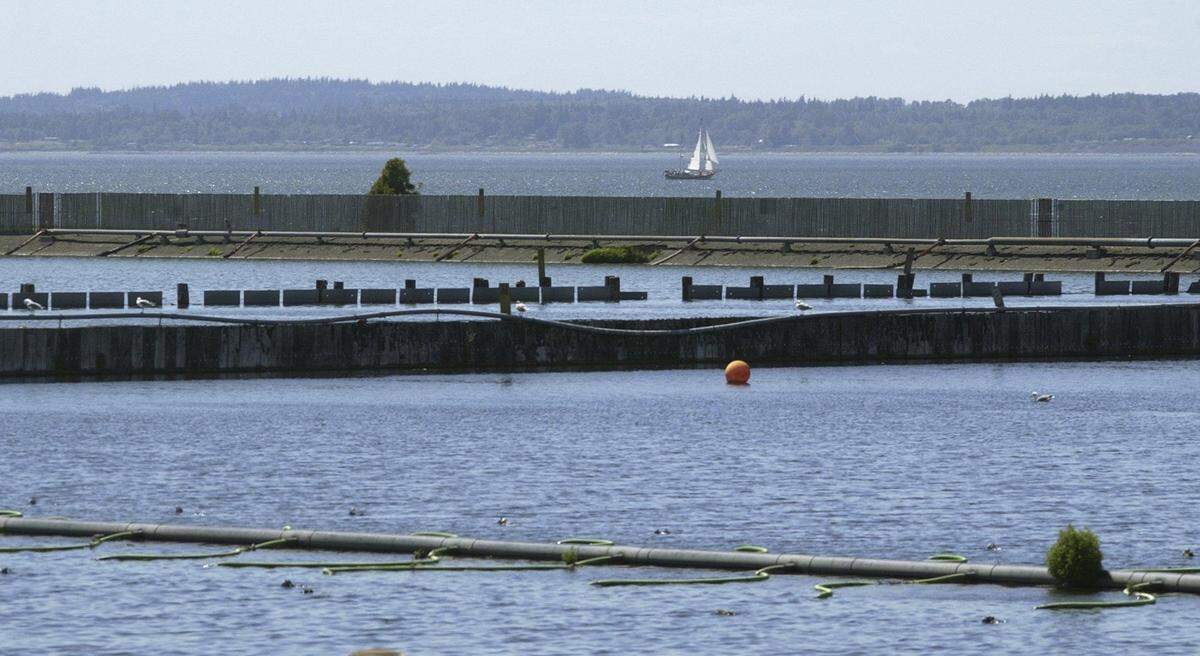 This is the view, looking west from neighboring Aggregate West Inc. on C Street, of the Georgia-Pacific West Inc. waste-water treatment lagoon in June 2004. At the time, the Port of Bellingham planned to convert G-P’s aerated stabilization basin into a 600-slip marina.