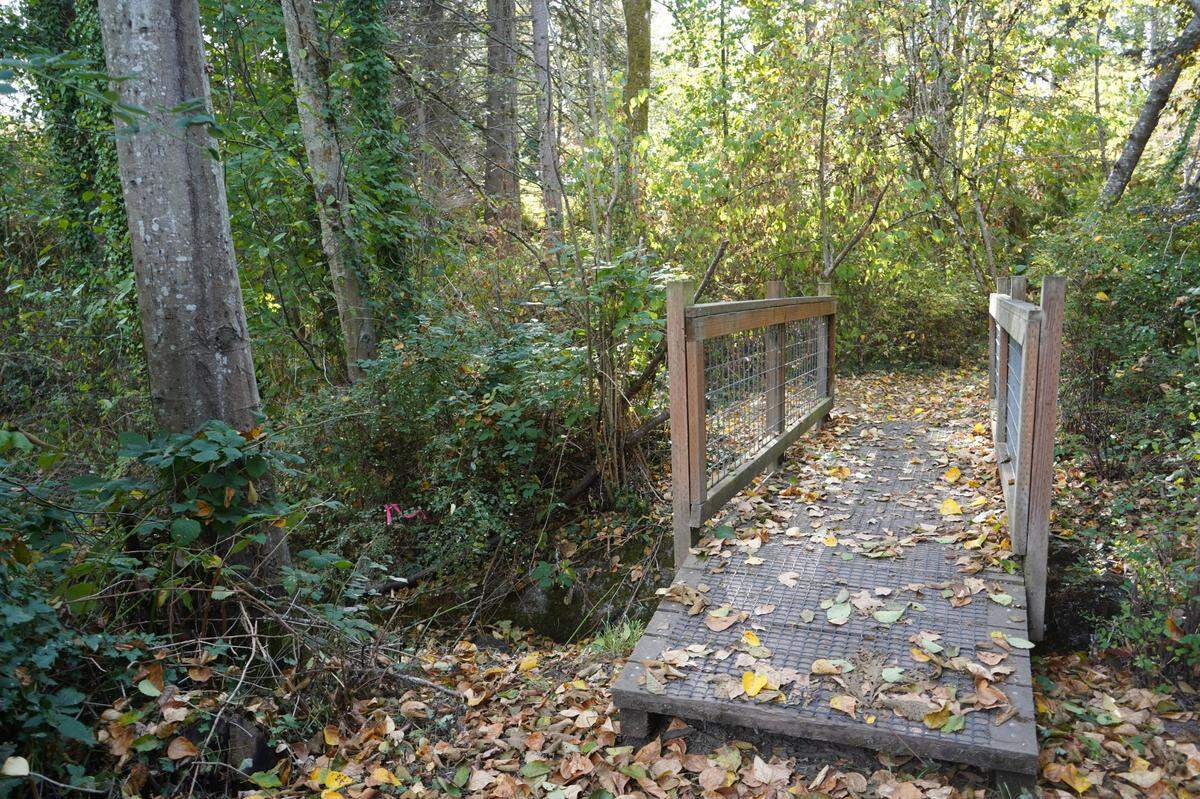 A bridge crosses over a wetland area in Maplewood-Mcleod park on Monday, Oct. 10, in Bellingham. The park was officially named Storybrook Park by the Bellingham City Council on Monday, Dec. 12.