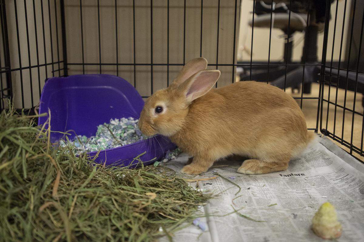 An American rabbit rescued from the Hohl Feed & Seed fire is one of the animals up for adoption Saturday at the Whatcom Humane Society.