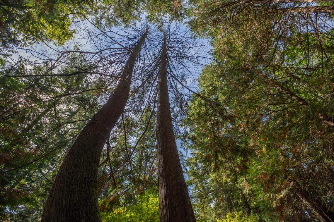 Western redcedars at Whatcom Falls Park on Wednesday, Sept. 7. Across the Pacific Northwest, a concerning number of the species are dying, forest health experts say.