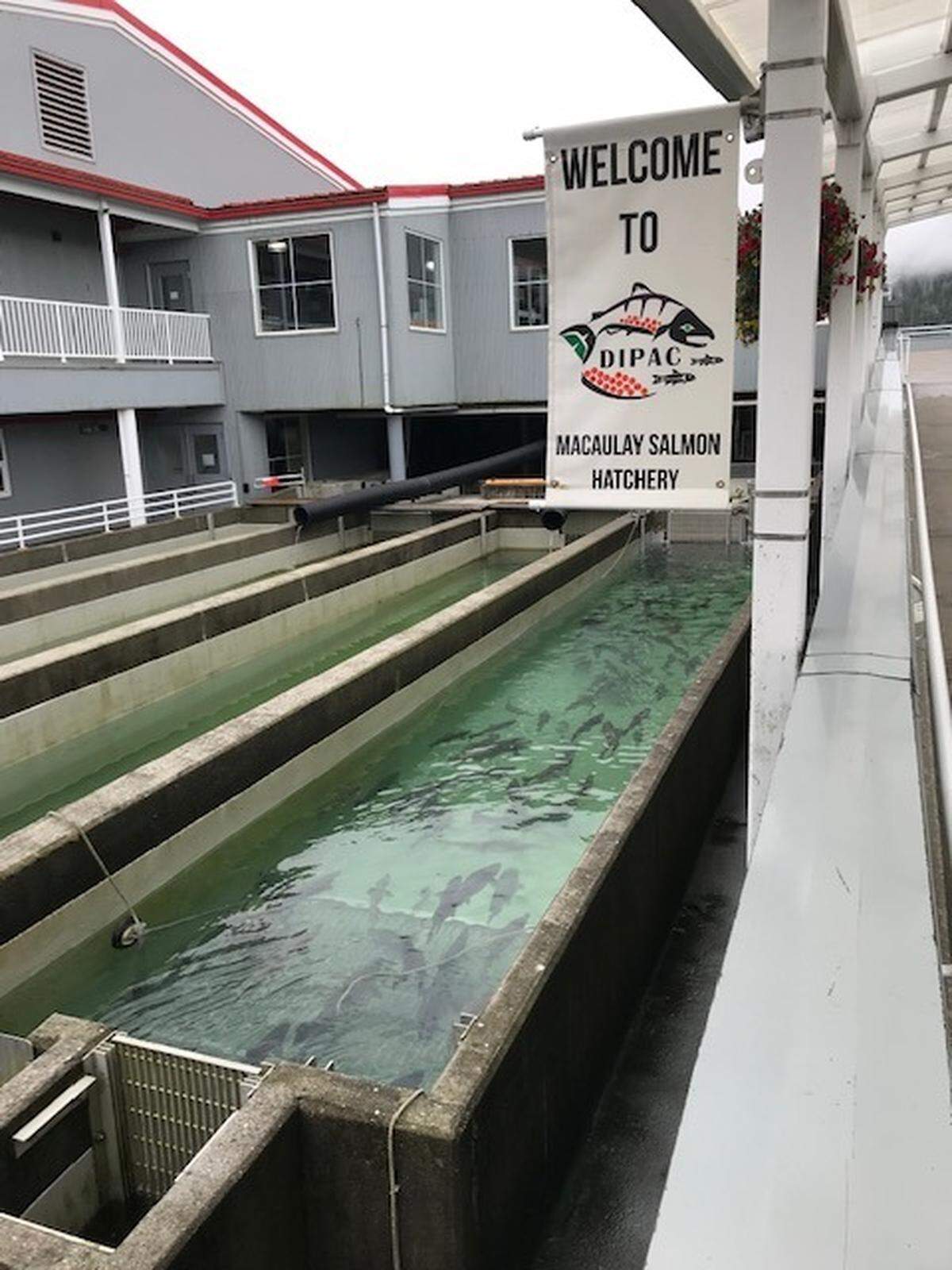 The Macaulay Salmon Hatchery in Juneau, Alaska, could serve as a model for a private nonprofit hatchery that’s proposed in Bellingham.