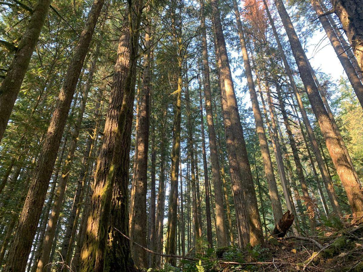 The Box of Rain was a 40 acre forest in Whatcom that was considered mature or legacy trees. The forest was sold and then cut down in the last year.