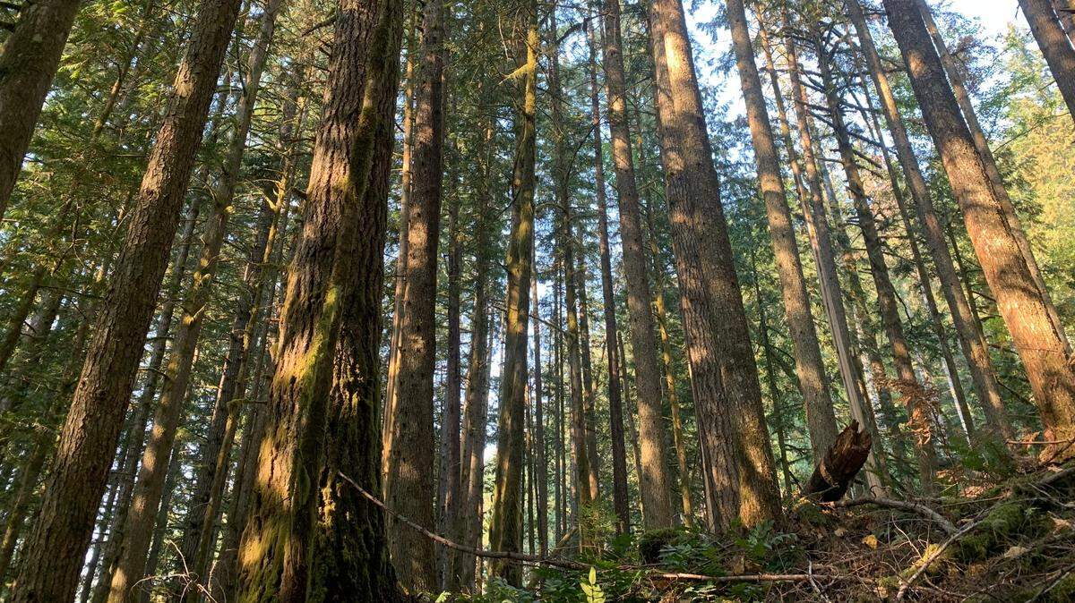 The Washington Department of Natural Resources is asking Washingtonians to comment on its first statewide recreation strategic plan.