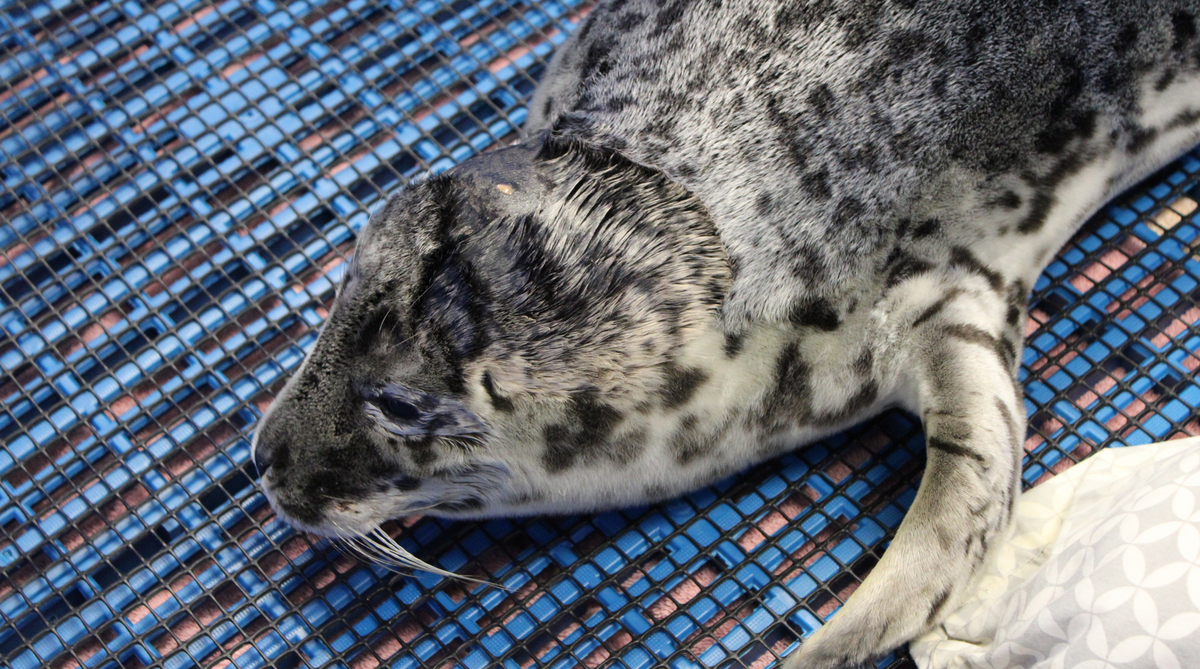 A harbor seal pup is recovering after being found on a beach with a gunshot wound to its head over the 2026 4th of July weekend in Bellingham, Wash.