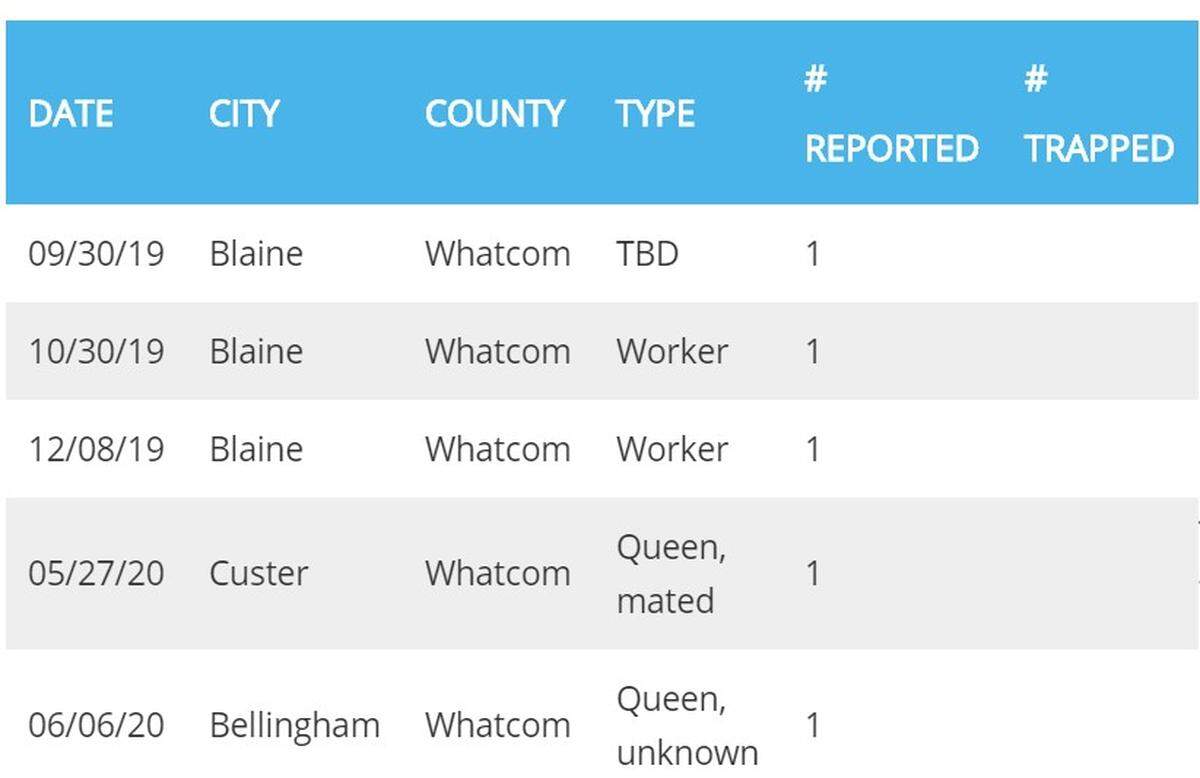 This chart shows how many Asian giant hornet specimens have been reported in Whatcom County since 2019, and where they were found. State agriculture officials said on Friday, July 31, 2020, that a sixth has been found in Whatcom.