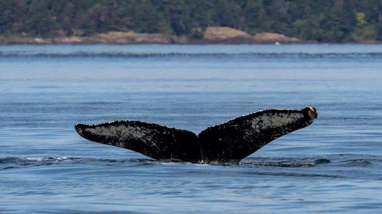 ‘Iconic’ humpback whale returns to Washington state. Who is Big Mama?