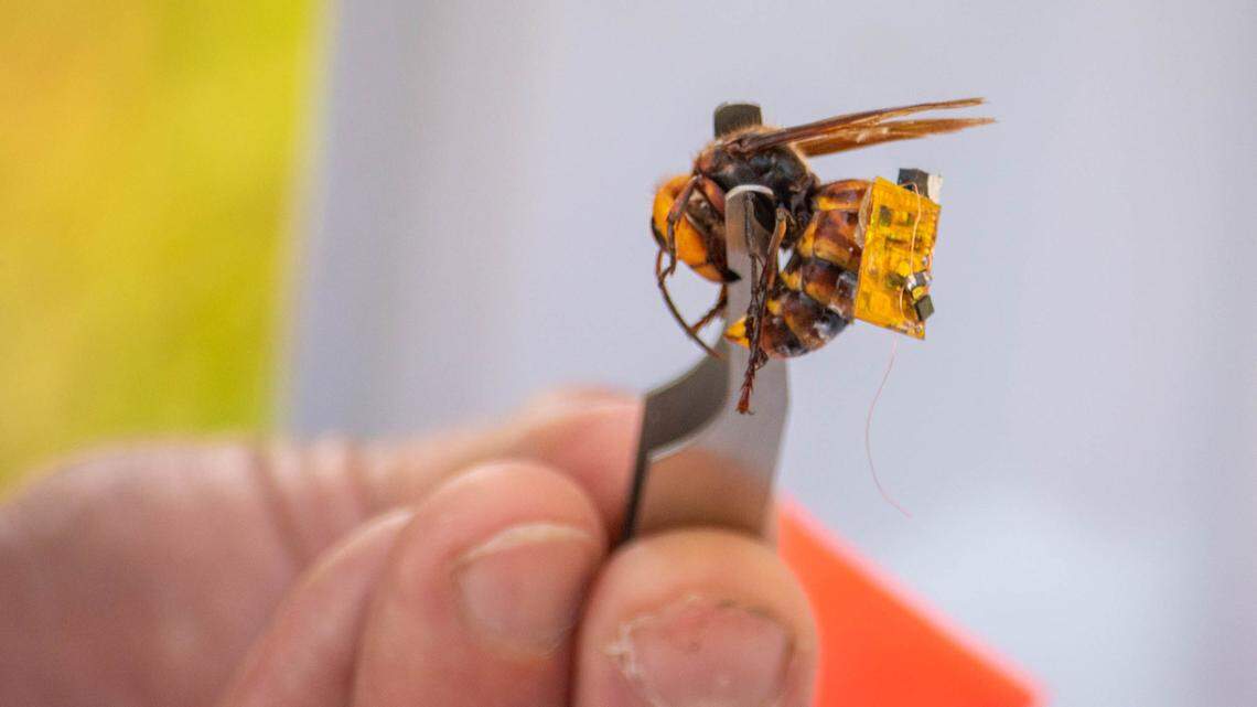 A Washington State Department of Agriculture staff member attempted to glue a radio tag on a live Asian giant hornet was caught in a net on Tuesday, Sept. 29, southeast of Blaine. The state was hoping to track the hornet back to its nest in an effort to keep the pests, popularly known as “murder hornets,” from becoming established in Washington.