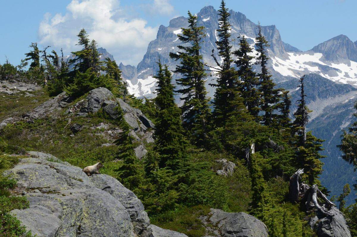North Cascades National Park in eastern Whatcom County.