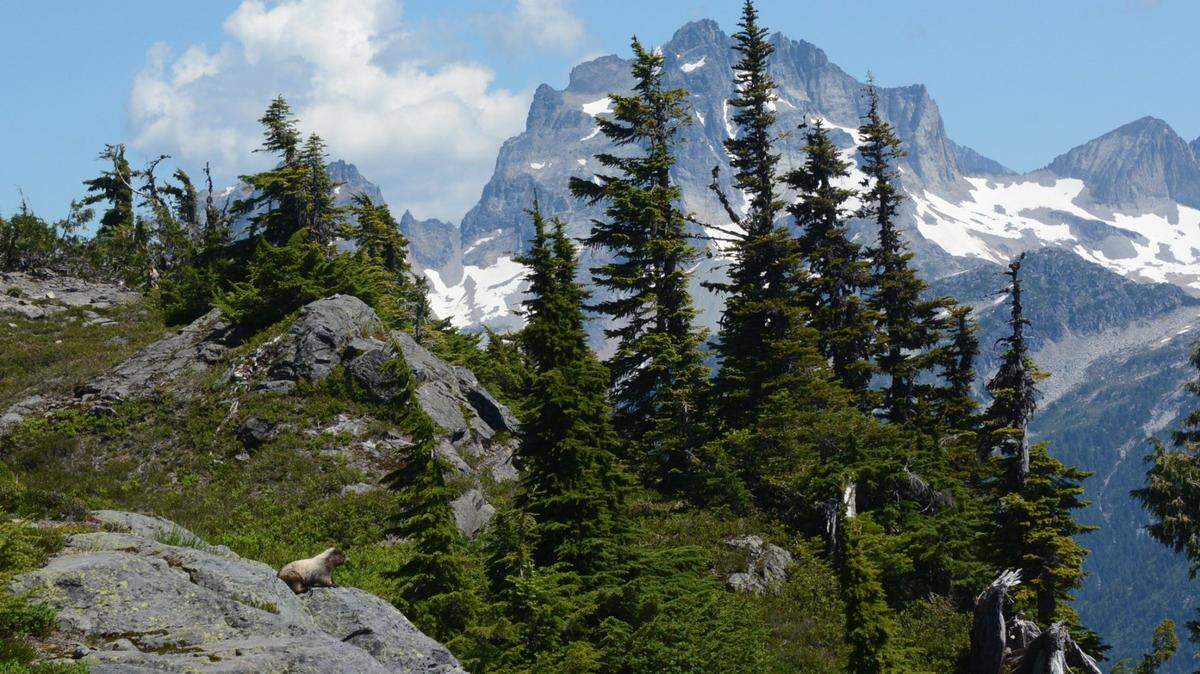 RMI Expeditions has reported that mountaineering guide Luke Wilhelm of Bellingham died in a fall in the North Cascades in southern Whatcom County.