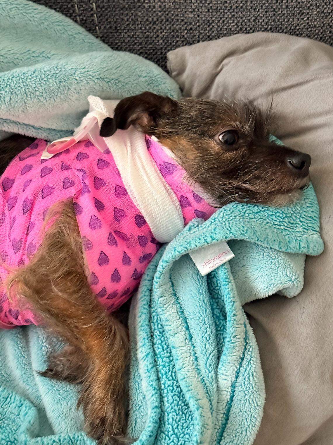 Izzy, a chihuahua-dachshund-Yorkie mix, survived a cougar attack Feb. 27 outside its owners’ Sudden Valley home east of Bellingham.
