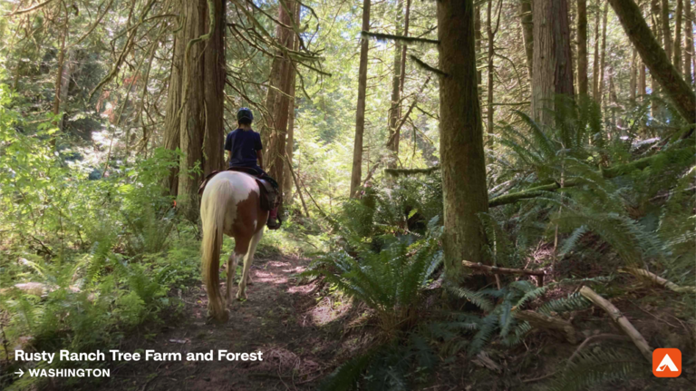 Bellingham tree farm among best campgrounds in the US, according to Hipcamp