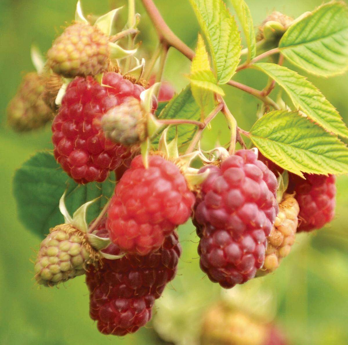 Raspberries in a field on Birch Bay Lynden Road west of Lynden in July 2011. As Whatcom County berry farmers start gearing up for the harvest season, many are already bracing for a double-whammy of problems: A smaller crop and low prices. Raspberry farmers have been hit especially hard.