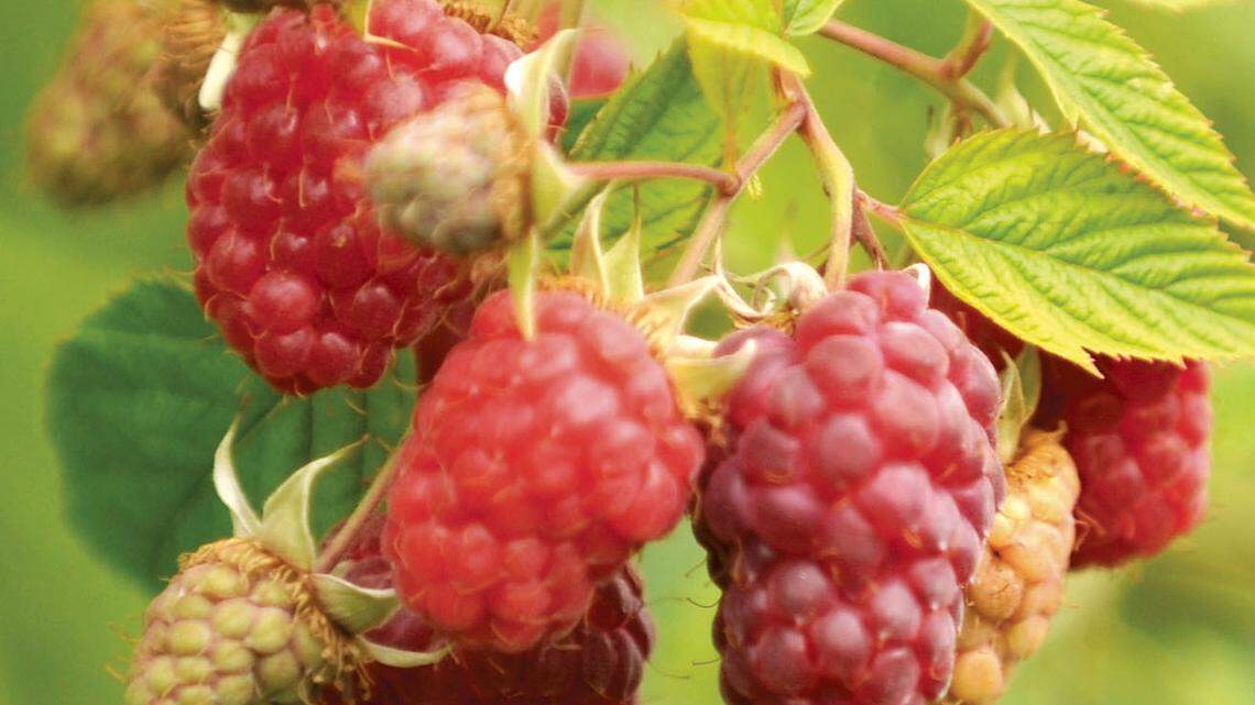 Now’s the time to plant everything from grass and bulbs to berries, trees and shrubs