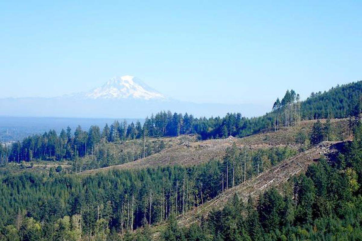 An area in the Capitol State Forest in Olympia was logged using variable retention harvesting, a technique the state Department of Natural Resources often employs. This image was taken in September of 2020.