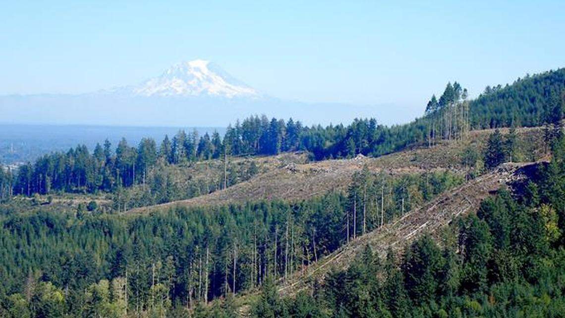 An area in the Capitol State Forest near Olympia, Wash., was logged using variable retention harvesting, a technique the state Department of Natural Resources often employs. This image was taken in September of 2020.