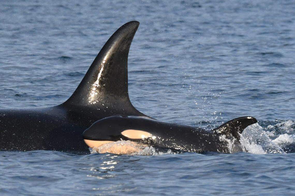 The Southern Resident orcas welcomed the first whale calf born into the J Pod i more than two years, the Center for Whale Research announced on Wednesday. The calf has been named J59, and the mother is J37.