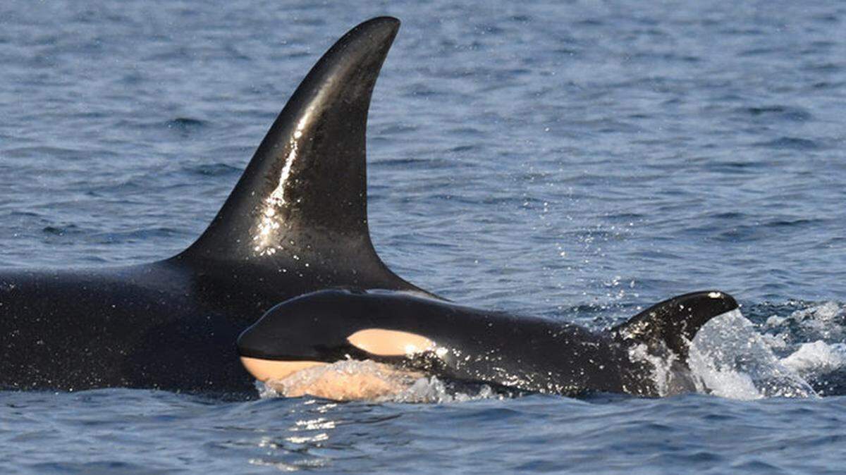 The Southern Resident orcas welcomed the first whale calf born into the J Pod i more than two years, the Center for Whale Research announced March 2. The calf has been named J59, and the mother is J37.