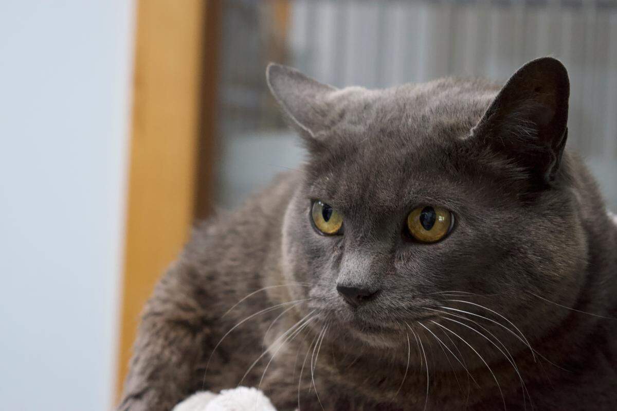 Cinder-Block’s gets a lot of attention at Northshore Veterinary Hospital in Bellingham. They posted her weight loss story in videos that have gone viral.