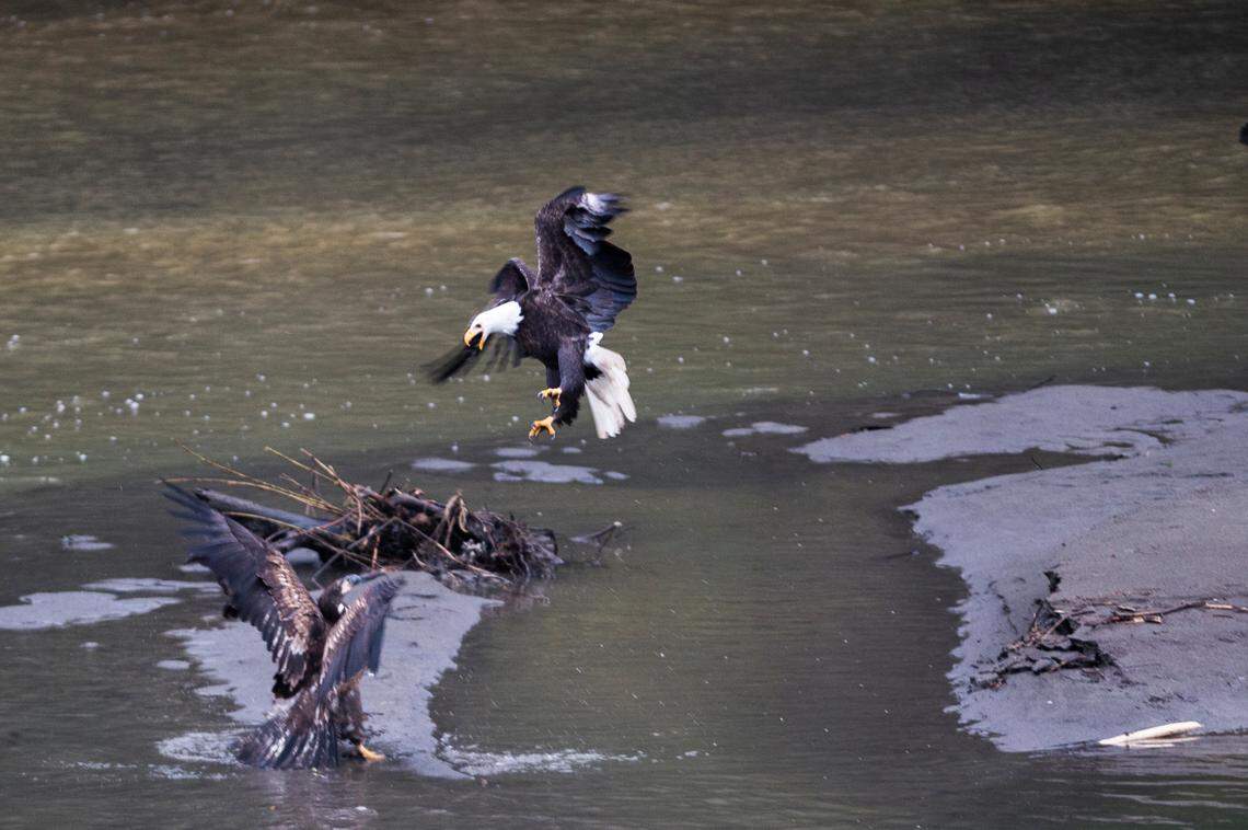 Bald eagles are seen from the Welcome Bridge, a popular wildlife viewing area along the North Fork of the Nooksack River, on Tuesday, Jan. 11, 2022, in Whatcom County, Wash.  