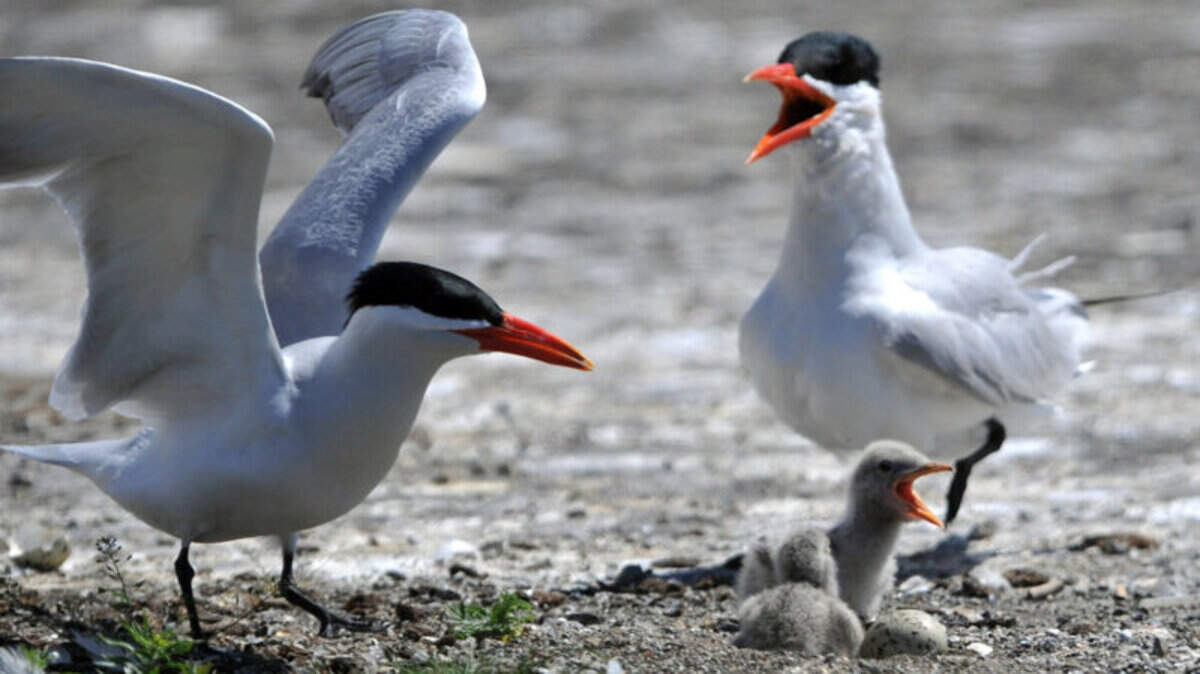caspian terns