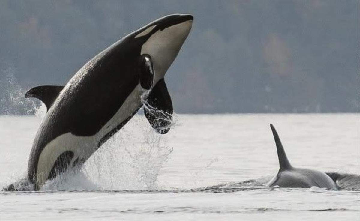 Southern Resident orcas of the J pod are pictured in an undated photo.