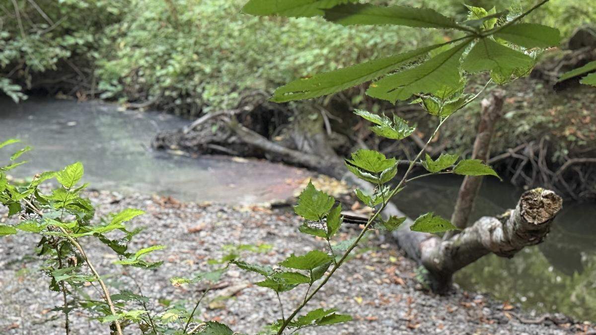 A diesel sheen is shown on Padden Creek after diesel fuel spilled from a faulty pump being used by a construction company that was working to improve fish passage.