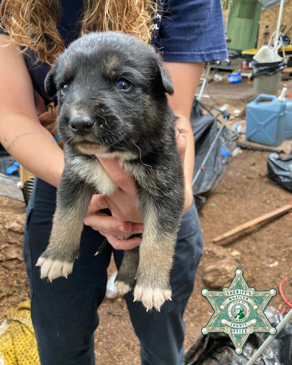 A woman holds one of 13 dogs rescued from a “fortified compound” Rigoberto Vasquez-Martinez used to sell drugs from in a homeless encampment behind Walmart in Bellingham, following Vasquez-Martinez’s arrest in Oregon on Aug. 29, 2023. Vasquez-Martinez pleaded guilty March 13, 2024 in the Western District of Washington in U.S. District Court to several drug distribution charges.