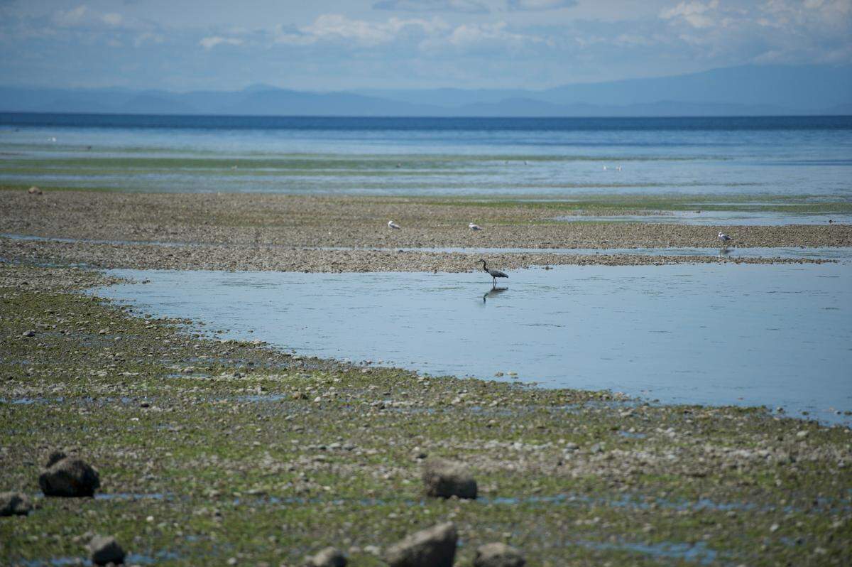 Birds feed at low tide at Birch Bay State Park on Wednesday, June 17, 2021, in Blaine. 