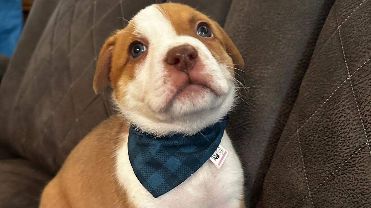 One of the adoptable pups who will participate in the second annual Bellingham Puppy Bowl.