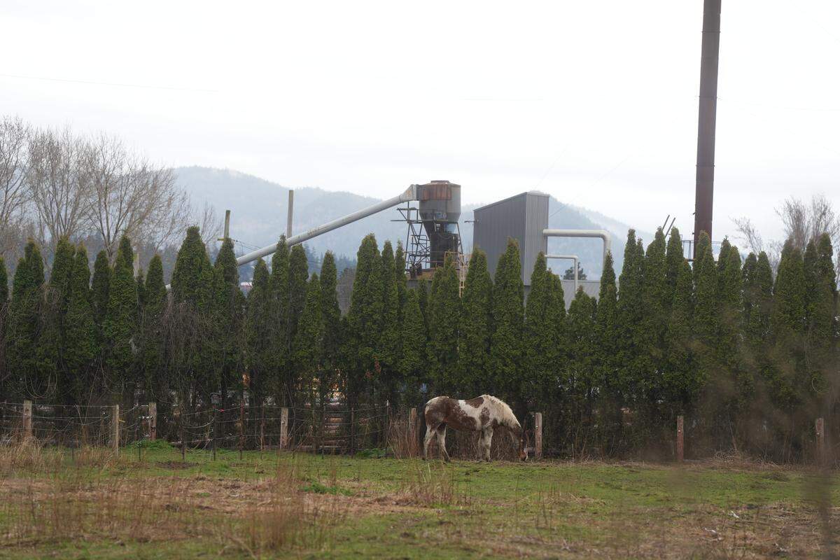 A horse grazes on private property adjacent to Bell Lumber & Pole on March 17. The lumber facility operates in a Heavy Impact Industrial (HII) zoning area directly next to residential neighborhoods.