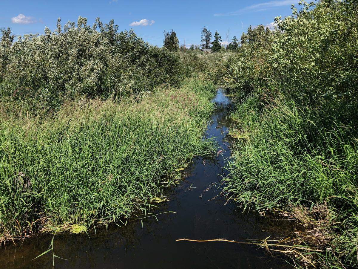 Squaw Creek, from Trapline Road in Whatcom County, flows through a field Monday. The Nooksack Tribe says the name is offensive and is asking the Washington state Committee on Geographic Names to change the name Páatstel Creek, which was its traditional name.