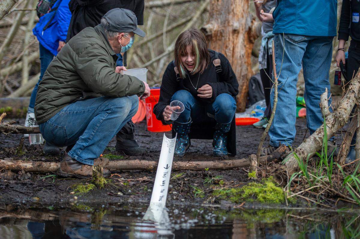 Volunteers from the Salmon in the Classroom program help Alderwood Elementary School students release salmon fry into Willow Spring at Squalicum Creek Park on Friday, March 25, in Bellingham.