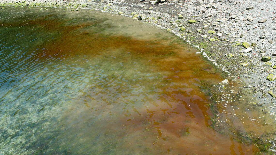 A plankton bloom colors the water at Teddy Bear Cove on Wednesday south of Bellingham. It does not pose a health risk.