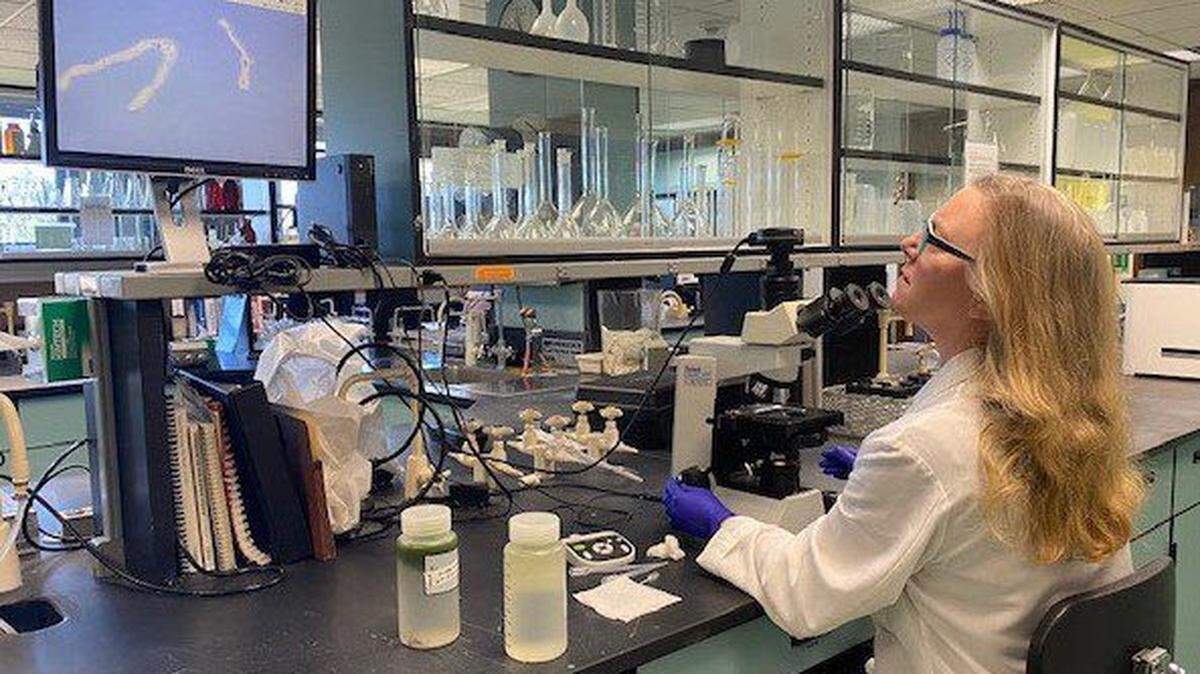 Michelle Evans, a city water quality specialist, checks algae as Bellingham and Whatcom County respond to reports of algae and green-colored water at Lake Padden and Padden Creek Thursday, March 2, in Bellingham.