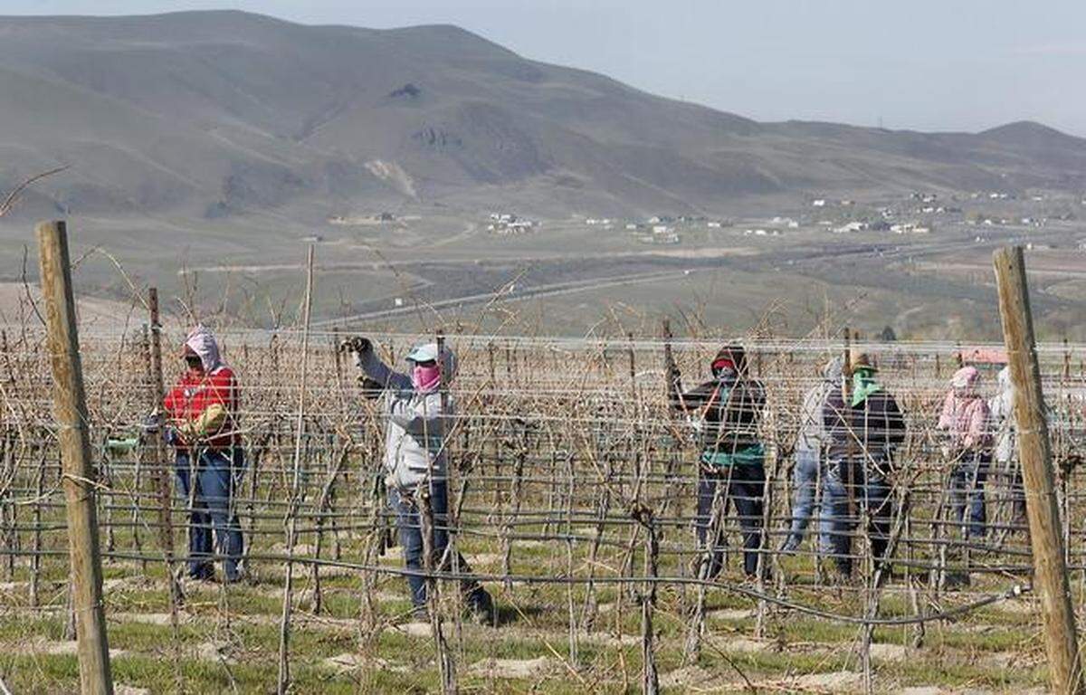 Two farm worker unions believe the state hasn’t done enough to protect agricultural workers from becoming the next trouble spot for the coronavirus.
