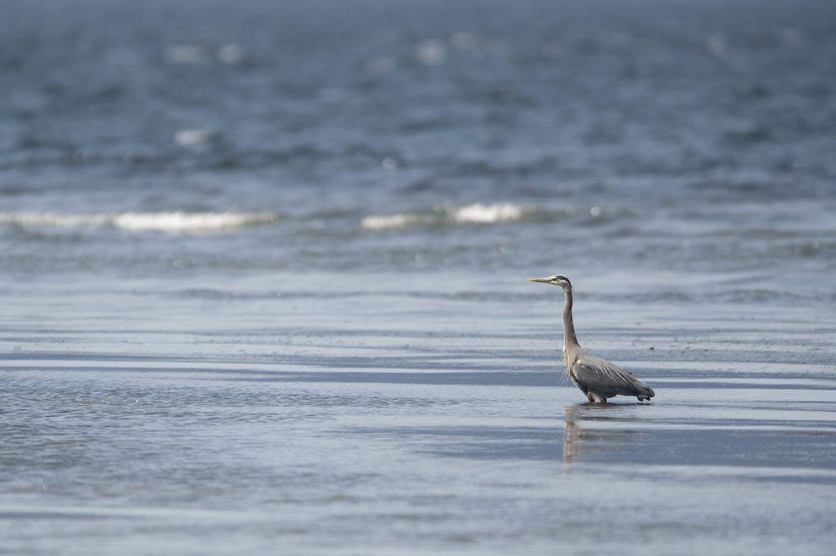 A great blue heron looks down the beach at Marine Park in Bellingham, Wash., on Tuesday, May 7, 2019.