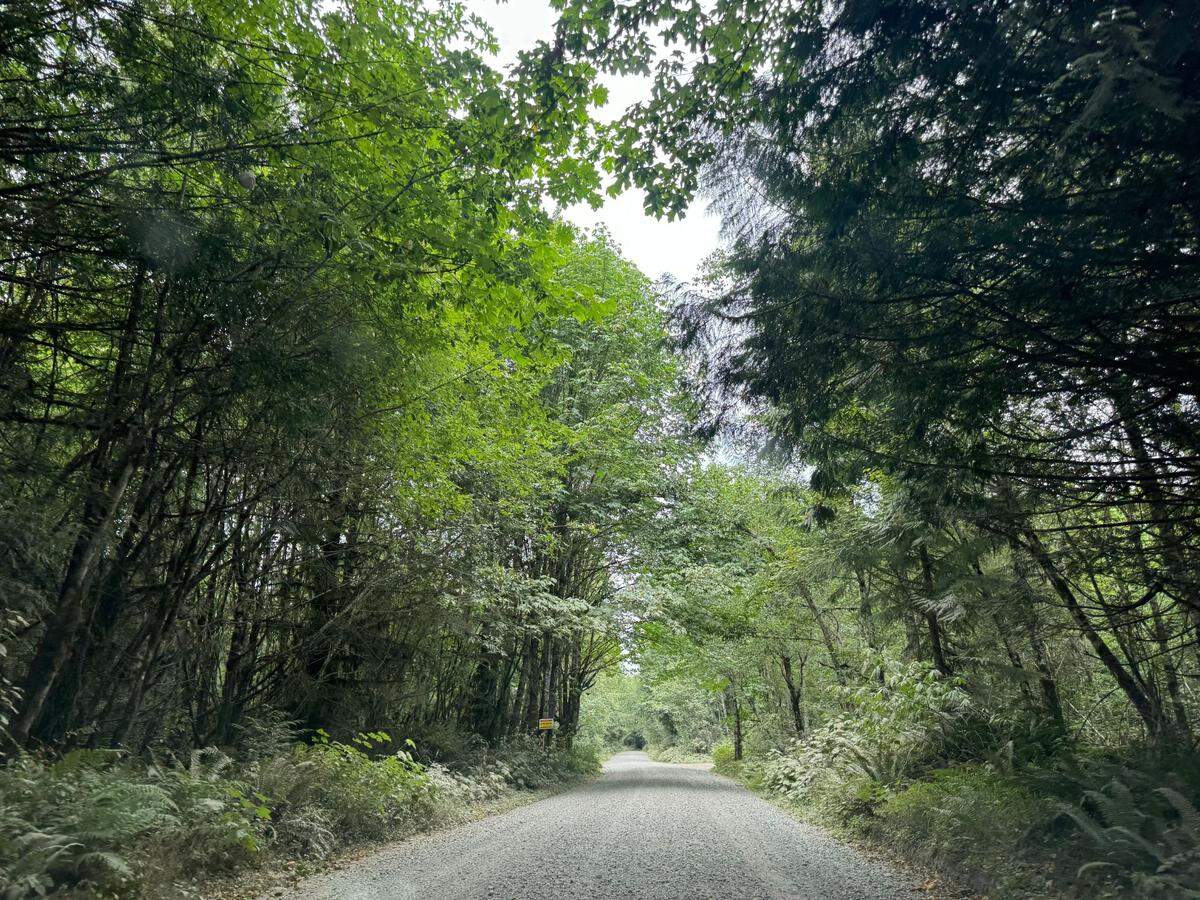 N Fork Rd, the gravel road up to Racehorse Falls in Deming, Wash. on Wednesday, July 24, 2024.