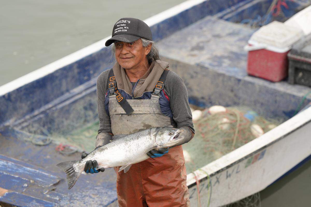 Gibby, a Lummi Nation tribal member, holds a hatchery salmon near the mouth of the Nooksack River on Aug. 21, 2024, near Bellingham, Wash.