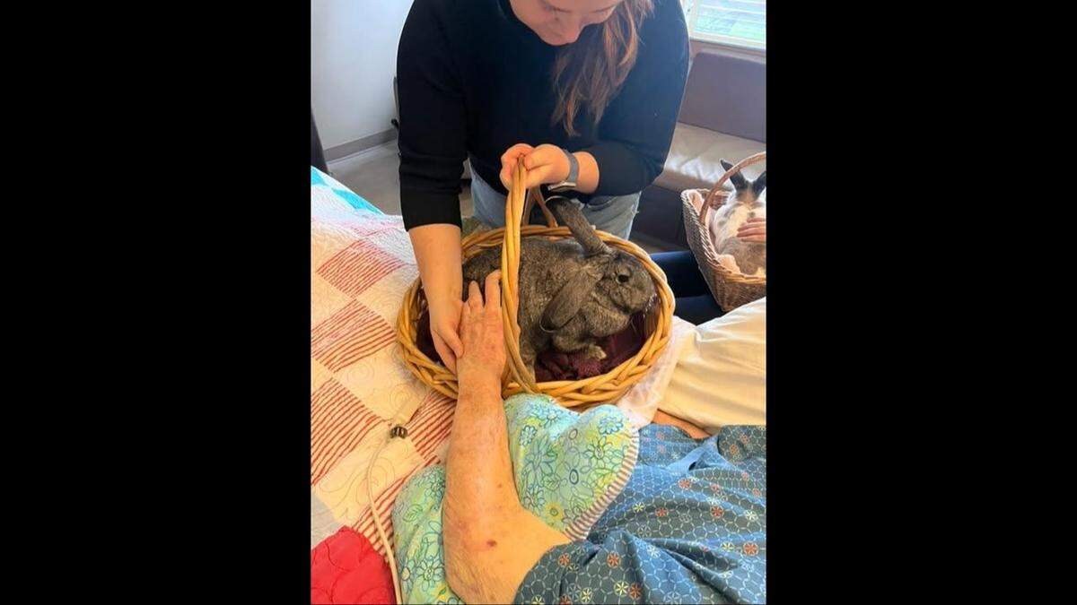 A volunteer with the Bellingham nonprofit Animals as Natural Therapy helps a Whatcom County hospice patient pet a bunny.