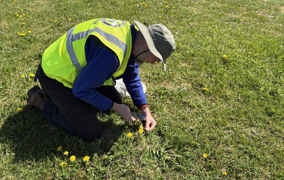 Washington Bee Atlas volunteer and instructor Peter Abrahamsen documents where he collected a bee at Birch Bay State Park on April 24, 2026.