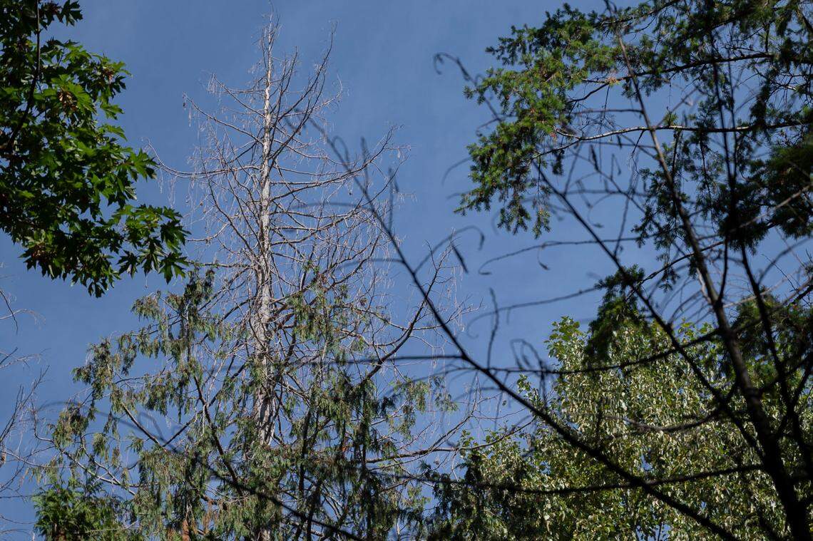 The defoliated top of a Western Red Cedar at Whatcom Falls Park on Wednesday, Sept. 7.