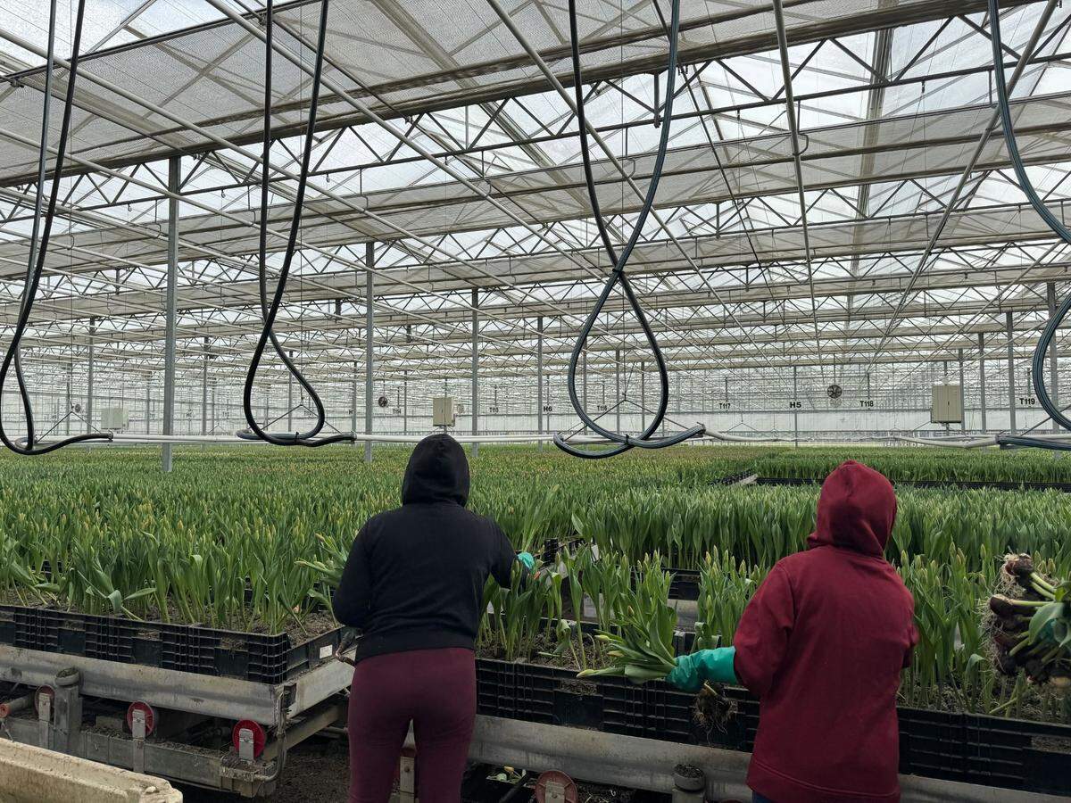 The tulip greenhouse at the Washington Bulb Company and RoozenGaarde on March 13, 2025 at 15867 Beaver Marsh Rd. in Mount Vernon, WA.