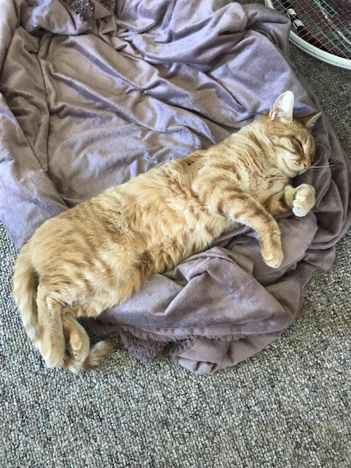 Chowder, a cat owned by Sarah Richardson that lives in Bellingham’s Sunnyland Neighborhood, recovers at home after he suffered a gunshot wound Wednesday evening near his right front leg.