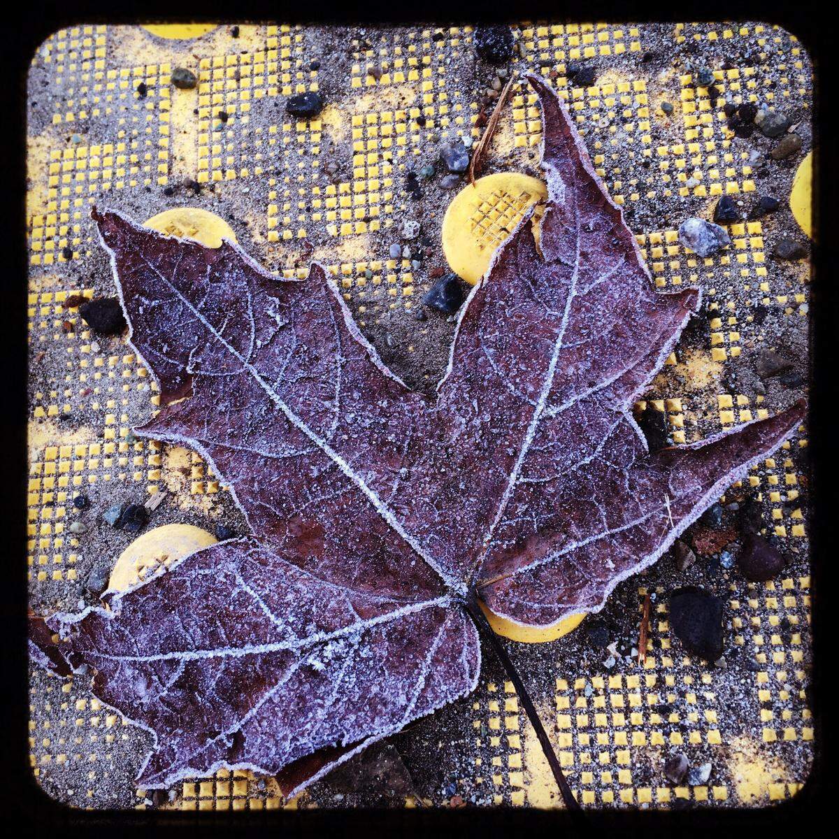 Cold mornings in Bellingham and Whatcom County, with temperatures in the high 20s, have meant light frost overnight for several days.