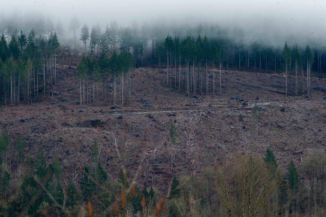 A clear-cut in 2022 in Whatcom County.
