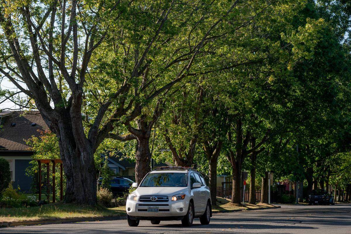 Trees line James Street in the Sunnyland neighborhood on Monday, Sept. 13, 2021, in Bellingham, Wash.